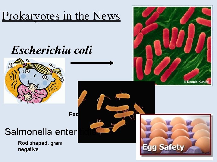 Prokaryotes in the News Escherichia coli Food poisoning Salmonella enteritidis Rod shaped, gram negative