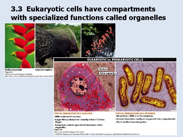 3. 3 Eukaryotic cells have compartments with specialized functions called organelles 