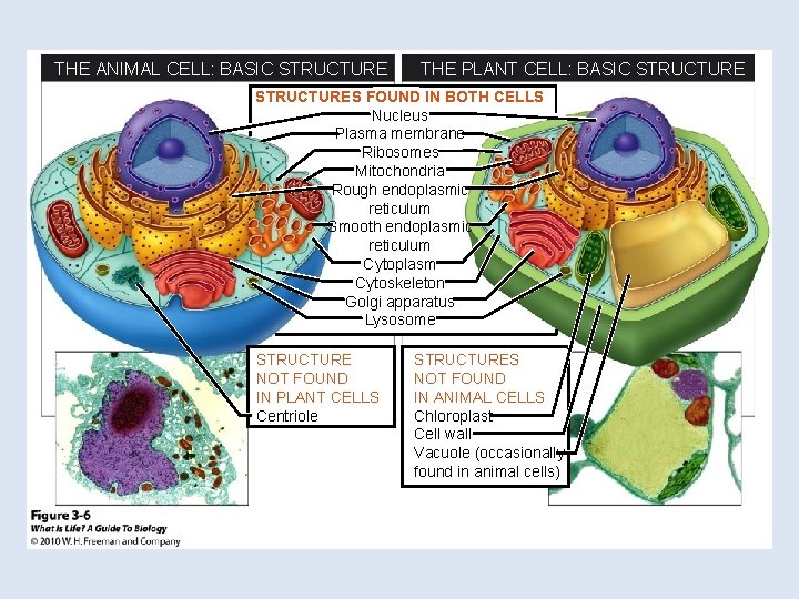 THE ANIMAL CELL: BASIC STRUCTURE THE PLANT CELL: BASIC STRUCTURES FOUND IN BOTH CELLS