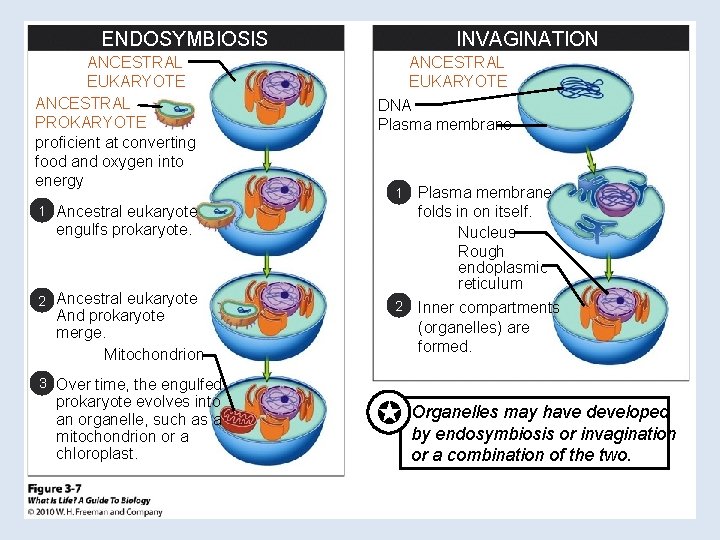 ENDOSYMBIOSIS ANCESTRAL EUKARYOTE ANCESTRAL PROKARYOTE proficient at converting food and oxygen into energy INVAGINATION