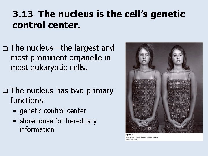 3. 13 The nucleus is the cell’s genetic control center. q The nucleus—the largest