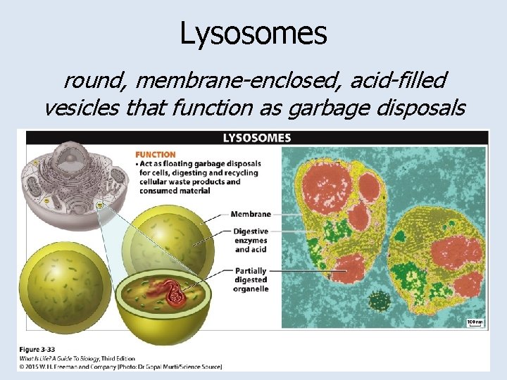 Lysosomes round, membrane-enclosed, acid-filled vesicles that function as garbage disposals 