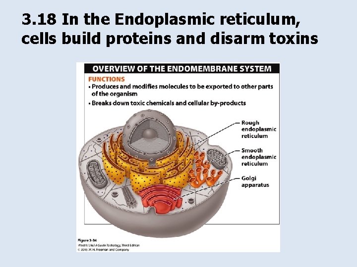 3. 18 In the Endoplasmic reticulum, cells build proteins and disarm toxins 