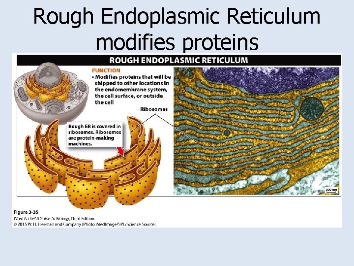 Rough Endoplasmic Reticulum modifies proteins 