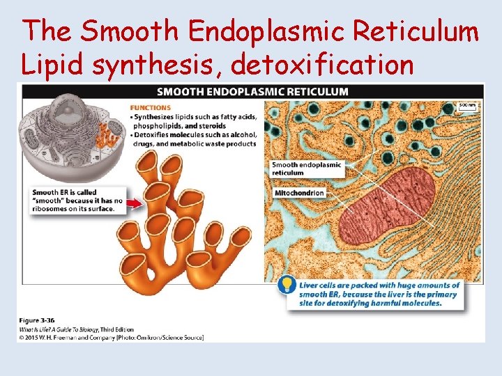 The Smooth Endoplasmic Reticulum Lipid synthesis, detoxification 