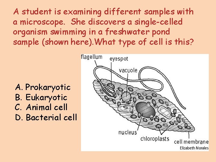 A student is examining different samples with a microscope. She discovers a single-celled organism