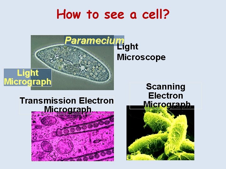 How to see a cell? Paramecium Light Microscope Light Micrograph Transmission Electron Micrograph Scanning