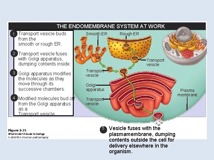 THE ENDOMEMBRANE SYSTEM AT WORK 1 Transport vesicle buds Smooth ER Rough ER from