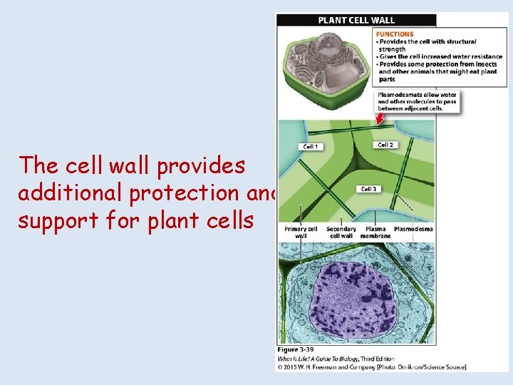 The cell wall provides additional protection and support for plant cells 