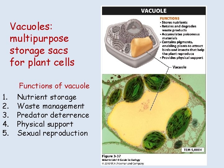 Vacuoles: multipurpose storage sacs for plant cells 1. 2. 3. 4. 5. Functions of