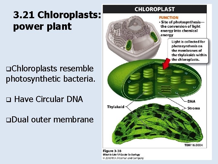 3. 21 Chloroplasts: the plant cell’s power plant q. Chloroplasts resemble photosynthetic bacteria. q