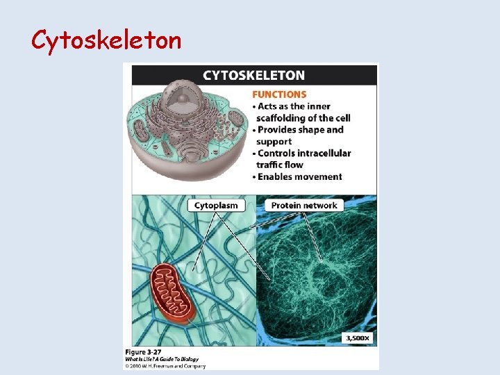 Cytoskeleton 