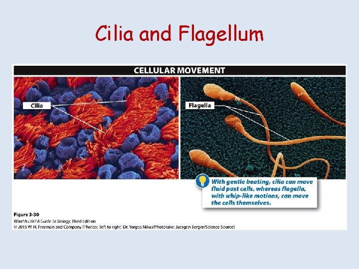 Cilia and Flagellum 