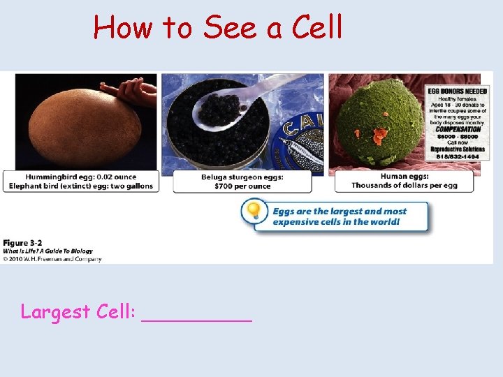 How to See a Cell Largest Cell: _____ 