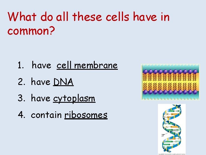 What do all these cells have in common? 1. have cell membrane 2. have