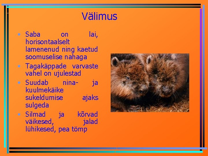 Välimus • Saba on lai, horisontaalselt lamenenud ning kaetud soomuselise nahaga • Tagakäppade varvaste