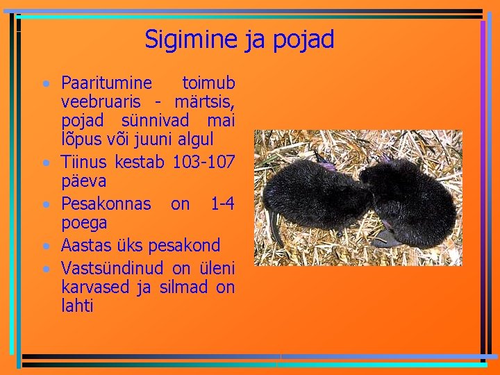 Sigimine ja pojad • Paaritumine toimub veebruaris - märtsis, pojad sünnivad mai lõpus või