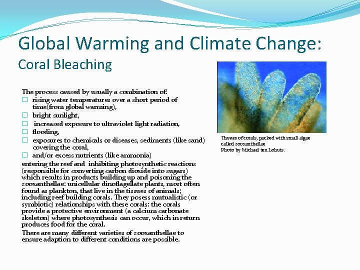 Global Warming and Climate Change: Coral Bleaching The process caused by usually a combination