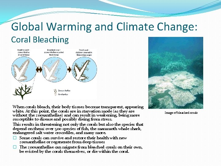 Global Warming and Climate Change: Coral Bleaching When corals bleach, their body tissues become