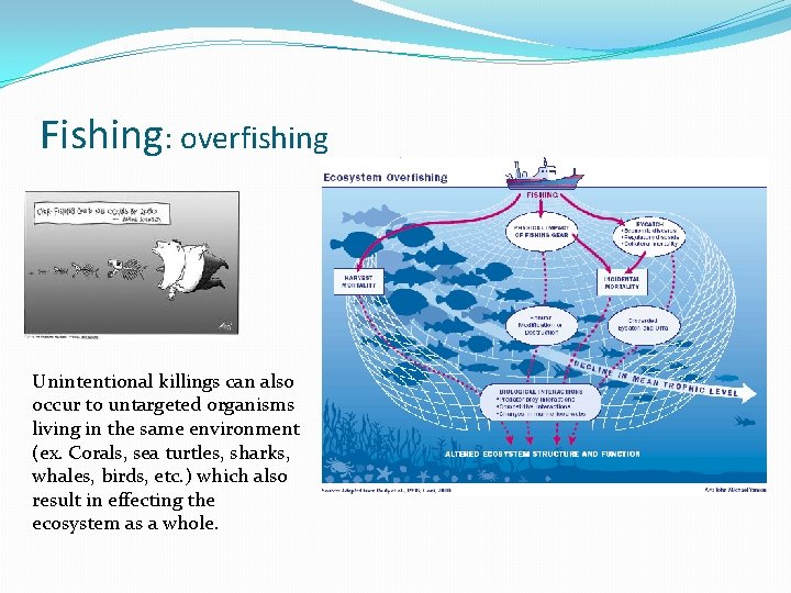 Fishing: overfishing Unintentional killings can also occur to untargeted organisms living in the same