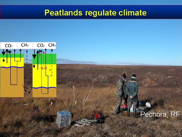 Peatlands regulate climate Pechora, RF 