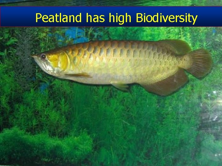 Peatland has high Biodiversity 