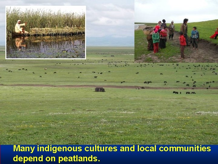 Many indigenous cultures and local communities depend on peatlands. 