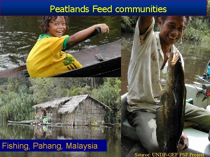 Peatlands Feed communities People in Peat swamp Forest in Pahang Fishing, Pahang, Malaysia Source: