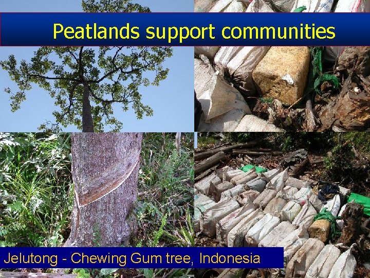 Peatlands support communities Jelutong - Chewing Gum tree, Indonesia 