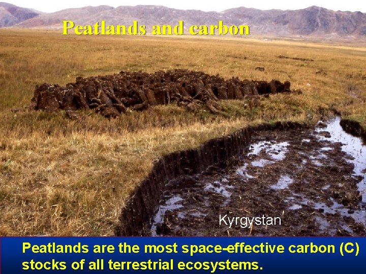 Peatlands and carbon Kyrgystan Peatlands are the most space-effective carbon (C) stocks of all