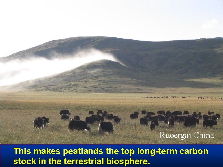 Ruoergai China This makes peatlands the top long-term carbon stock in the terrestrial biosphere.