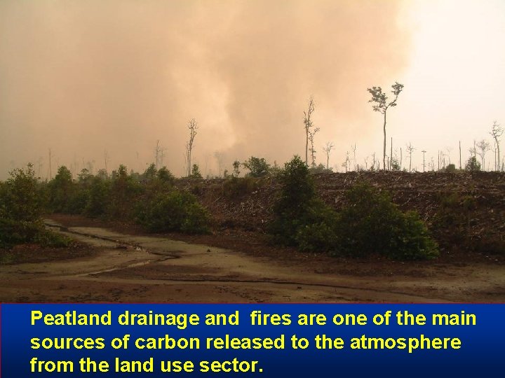 Peatland drainage and fires are one of the main sources of carbon released to