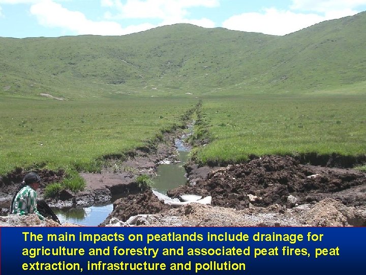 The main impacts on peatlands include drainage for agriculture and forestry and associated peat