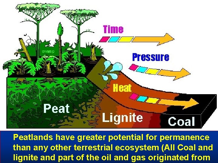 Peatlands have greater potential for permanence than any other terrestrial ecosystem (All Coal and