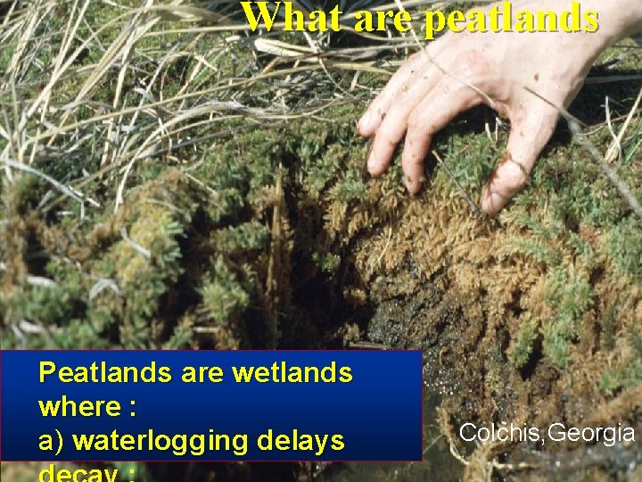 What are peatlands Peatlands are wetlands where : a) waterlogging delays Colchis, Georgia 