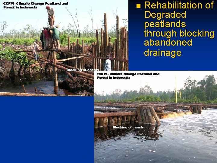 n Rehabilitation of Degraded peatlands through blocking abandoned drainage 