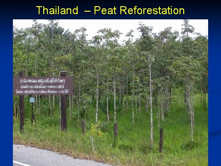 Thailand – Peat Reforestation 