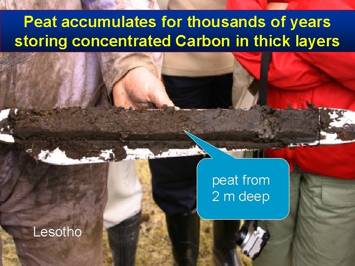 Peat accumulates for thousands of years storing concentrated Carbon in thick layers peat from