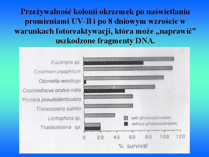 Przeżywalność kolonii okrzemek po naświetlaniu promieniami UV-B i po 8 dniowym wzroście w warunkach