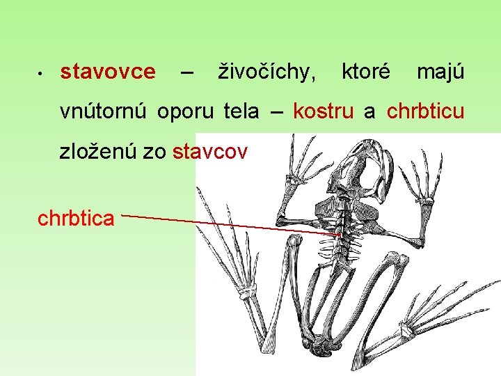  • stavovce – živočíchy, ktoré majú vnútornú oporu tela – kostru a chrbticu