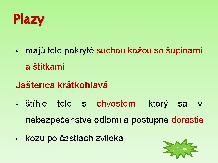 Plazy • majú telo pokryté suchou kožou so šupinami a štítkami Jašterica krátkohlavá •