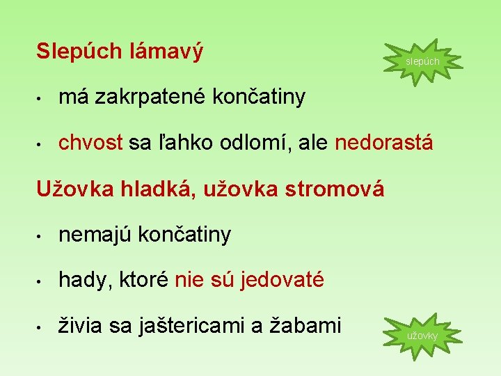 Slepúch lámavý slepúch • má zakrpatené končatiny • chvost sa ľahko odlomí, ale nedorastá