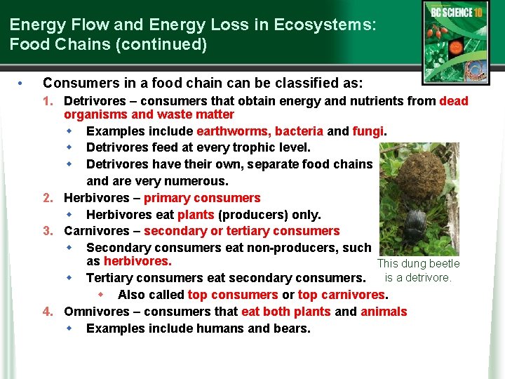 Energy Flow and Energy Loss in Ecosystems: Food Chains (continued) • Consumers in a