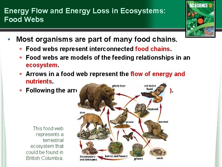 Energy Flow and Energy Loss in Ecosystems: Food Webs • Most organisms are part