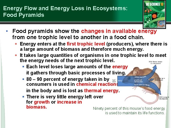 Energy Flow and Energy Loss in Ecosystems: Food Pyramids • Food pyramids show the