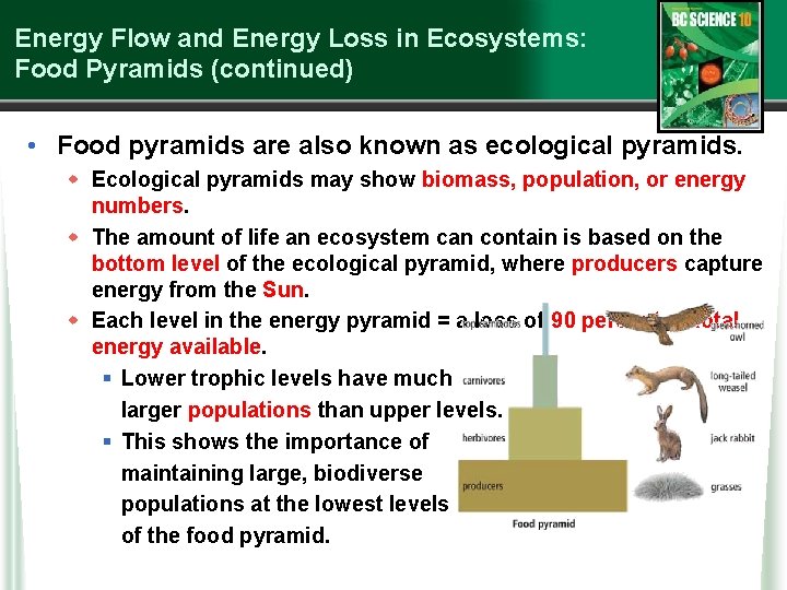 Energy Flow and Energy Loss in Ecosystems: Food Pyramids (continued) • Food pyramids are