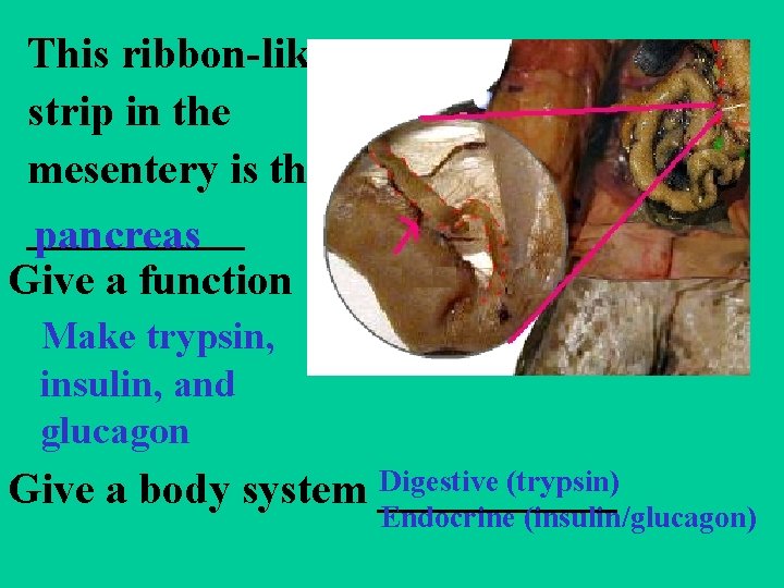 This ribbon-like strip in the mesentery is the _____ pancreas Give a function Make