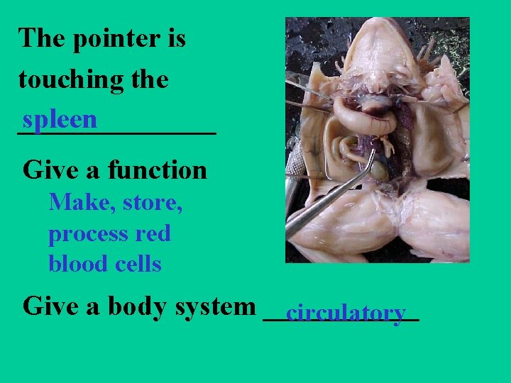 The pointer is touching the spleen _______ Give a function Make, store, process red