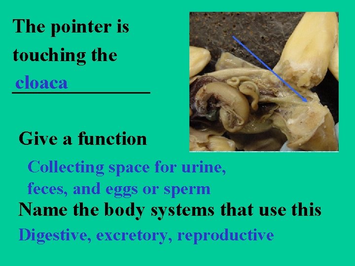 The pointer is touching the cloaca _______ Give a function Collecting space for urine,