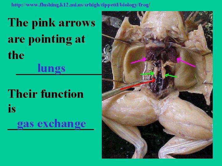 http: //www. flushing. k 12. mi. us/srhigh/tippettl/biology/frog/ The pink arrows are pointing at the